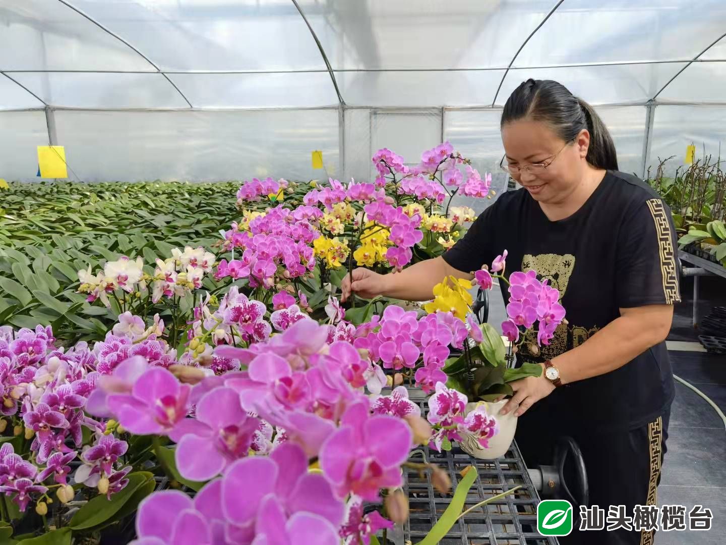 看 温室大棚种满 致富花 农科所 合作社 花农携手打造蝴蝶兰示范基地 市农科所