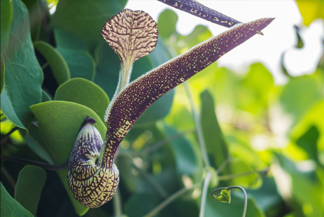 作用|天然药物一般无副作用？医生辟谣：这种中草药被禁用，有肾毒性