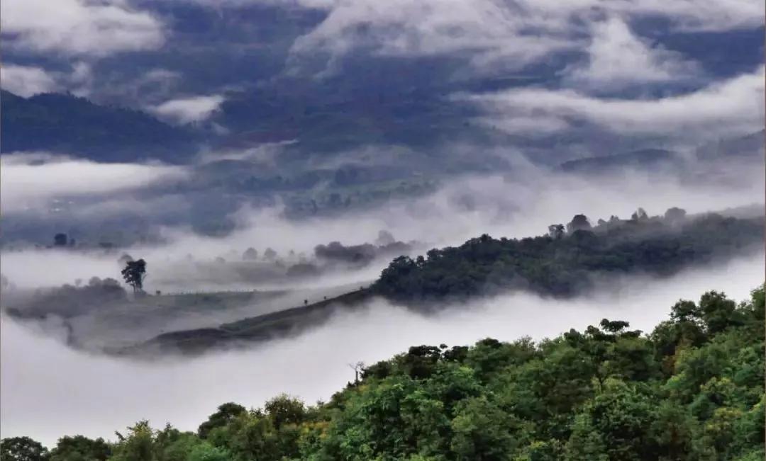 干货分享详细解析普洱茶古六大茶山的一山一味