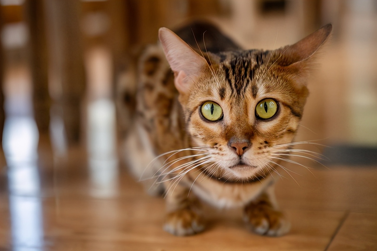 富士无反相机x-t3:宝刀未老依旧能打