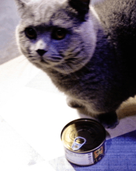 因为|有哪些值得推荐的猫零食，猫咪最爱的猫零食排行榜