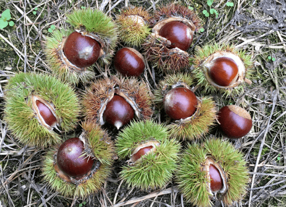 原创果壳有尖刺,古代是重要木本粮食,如今当坚果吃,比板栗要好吃
