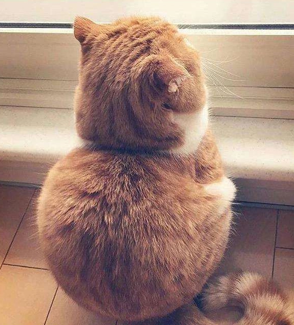 猫猫喜欢被摸尾巴吗 00467a7cf97d4fd0913372ec53d93302.jpeg