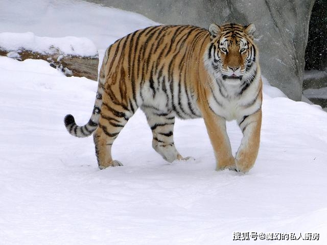 4e85f3b200c6453ca4749c955634c085.jpeg