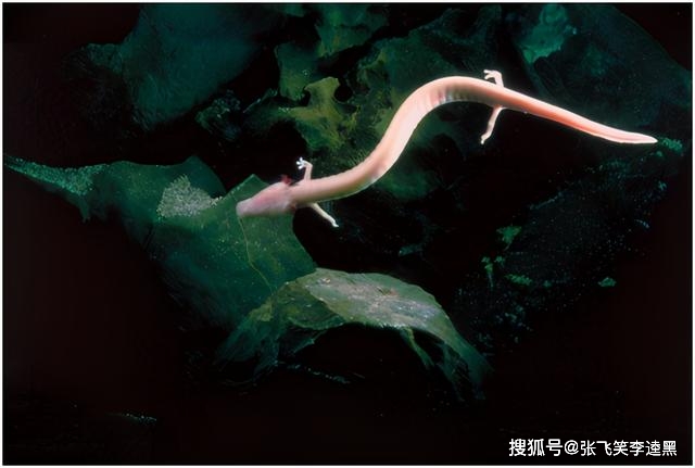 梦境静谧，解读梦见蛇一动不动的深层含义