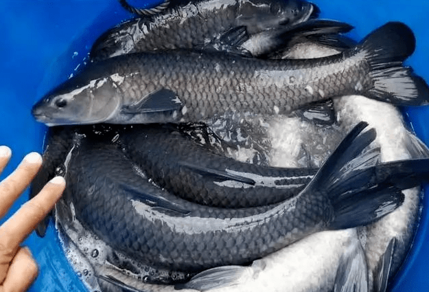 原创体大味美,备受钓友青睐的青鱼,为何却被称为"索命鱼"?