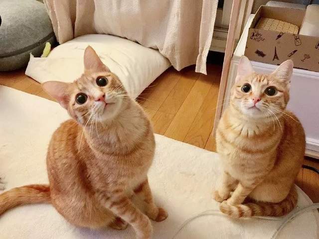 美国3种比狗狗还忠诚的家养猫，认准你就是一辈子，与人亲近招人喜欢