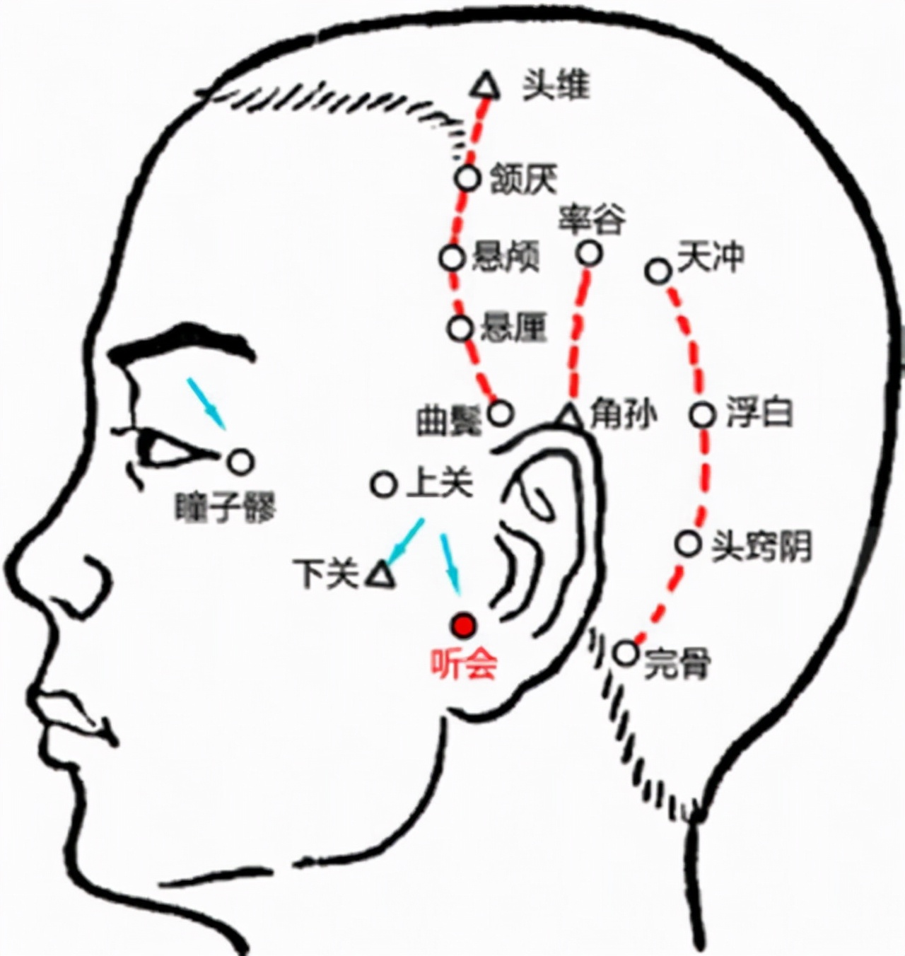 耳朵上的丘脑的位置图图片