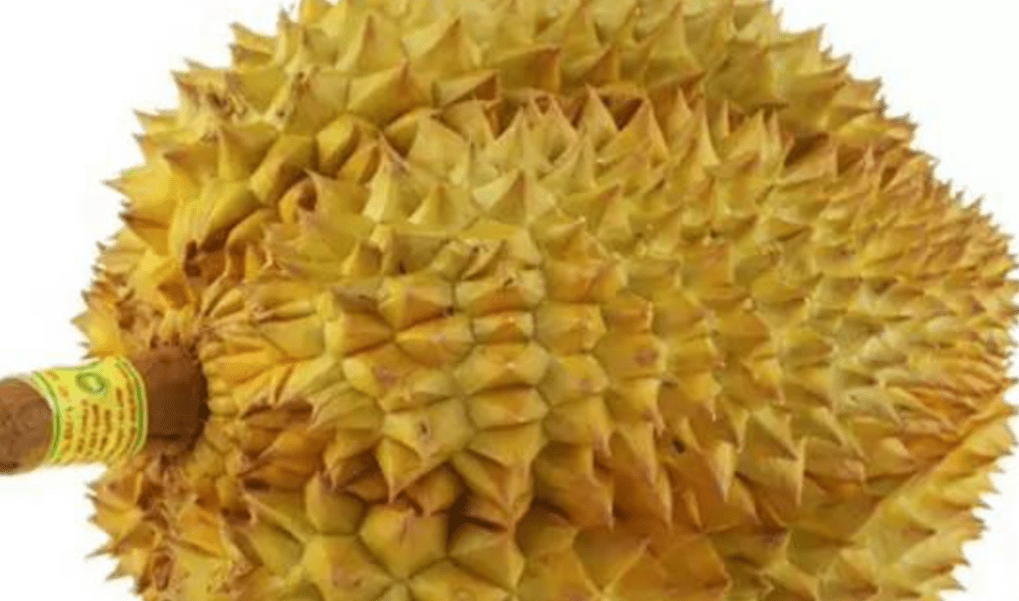 怎样挑选金枕榴莲窍门 1c9a456a093f43f49105125c8f156c53.png