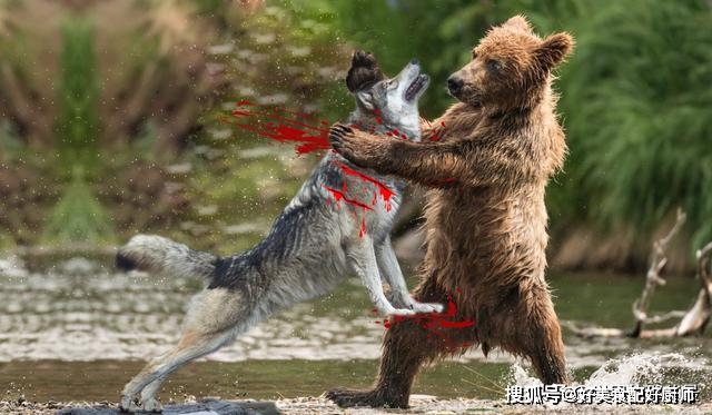 北美野牛vs北美棕熊图片