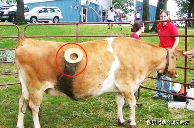 牛为什么有洞