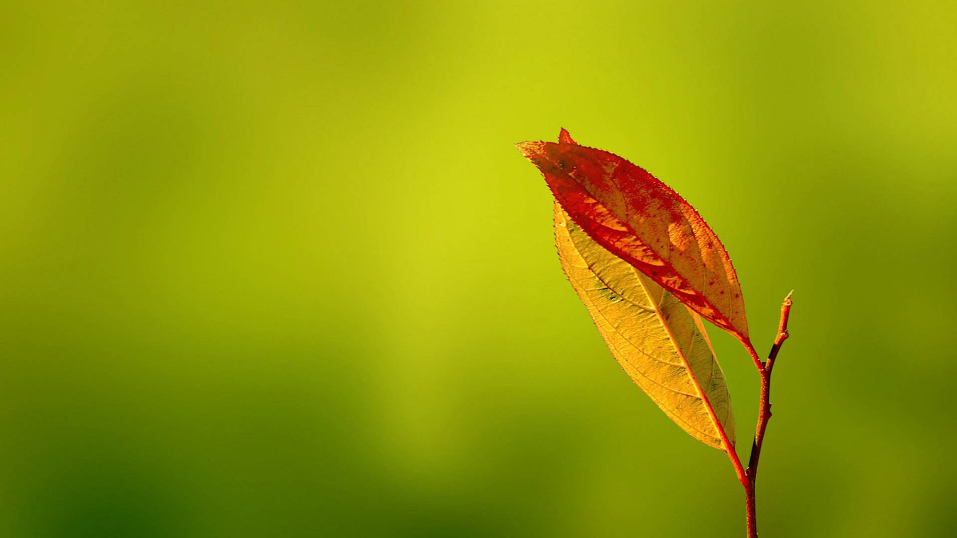 舒畅|十月最新早上好暖心祝福语，早上发朋友圈最温馨的问候关心语