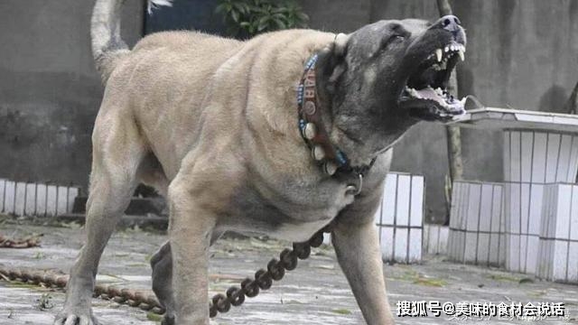 原創這種猛犬能單打藏獒,挑戰比特犬不落下風,與野獸齊名