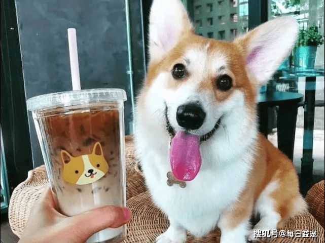 时间|柯基咖啡馆，爱宠人士的福音，非常值得去一次！