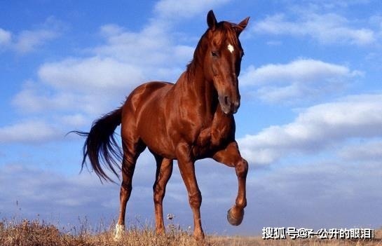 尊龙人生就是博备用网址 吕布被杀