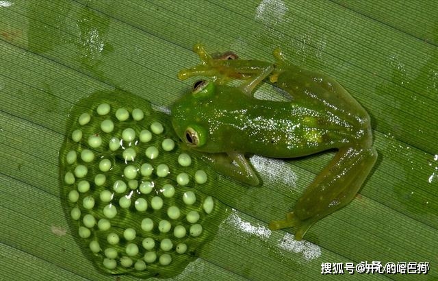 玻璃蛙卵的孵化是需要蛙爸来完成的 但没有反而胚胎孵育得更快 研究