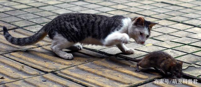 猫会吃老鼠吗刻在基因里的天性