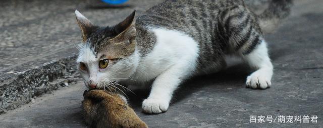 猫会吃老鼠吗刻在基因里的天性