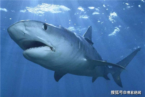 鲨鱼为什么怕海怕海豚 73f7f4fb06de4efaacc5c1aab1df1120.jpeg