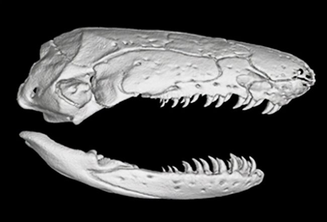 死蛇也能伤人佛山男子打死眼镜蛇后蛇突然暴起咬伤男子