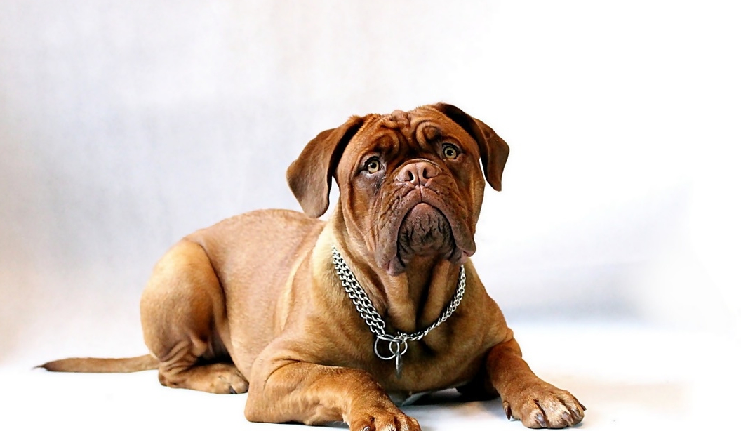 厕所|有宠生活:买回小狗不知道从哪开始训练?可以从三个基本训练做起