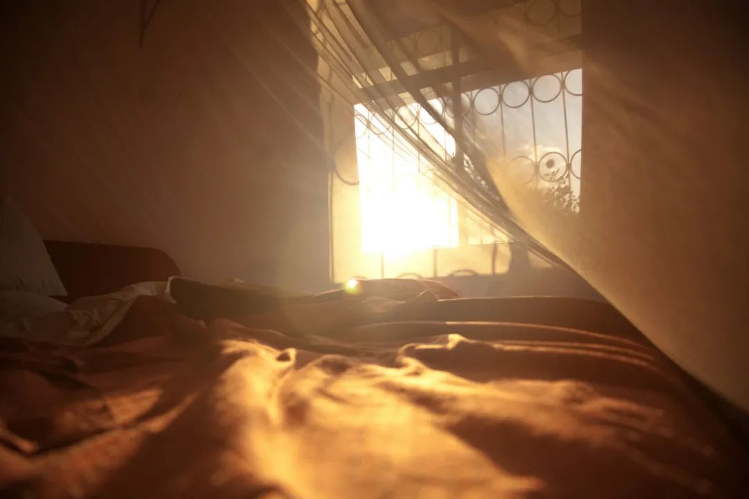 除虫菊|触目惊心！蚊子传染19006例登革热，秋季严防这种“毒蚊”！