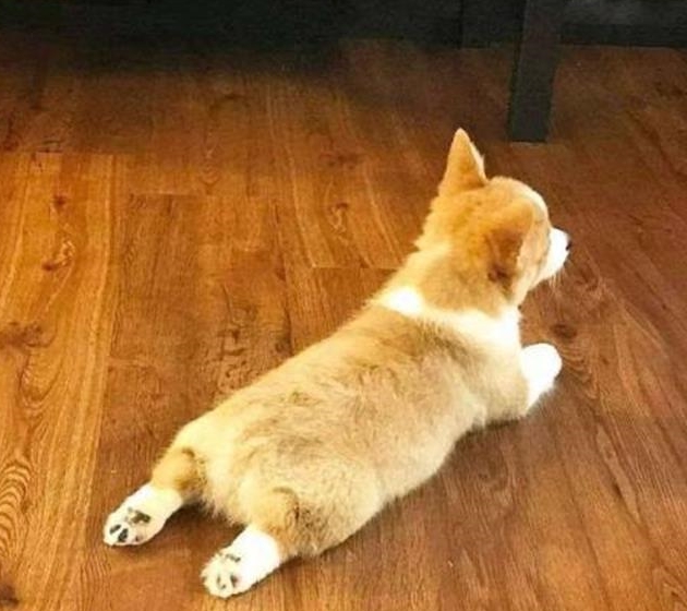 猎犬|为什么要给柯基做断尾？不只是为了好看，其实用心良苦操碎了心
