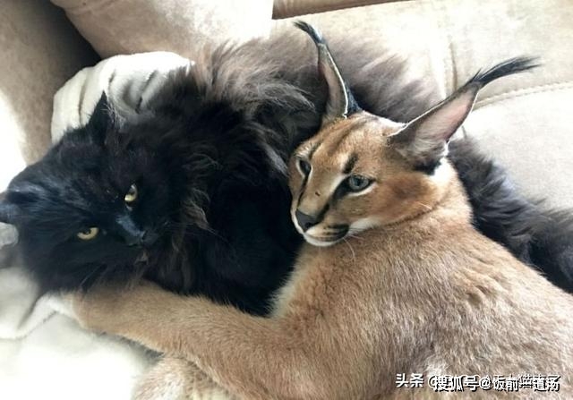 家里养一只狞猫会是什么样子?狞猫:我其实就是一只大号的家猫_生活