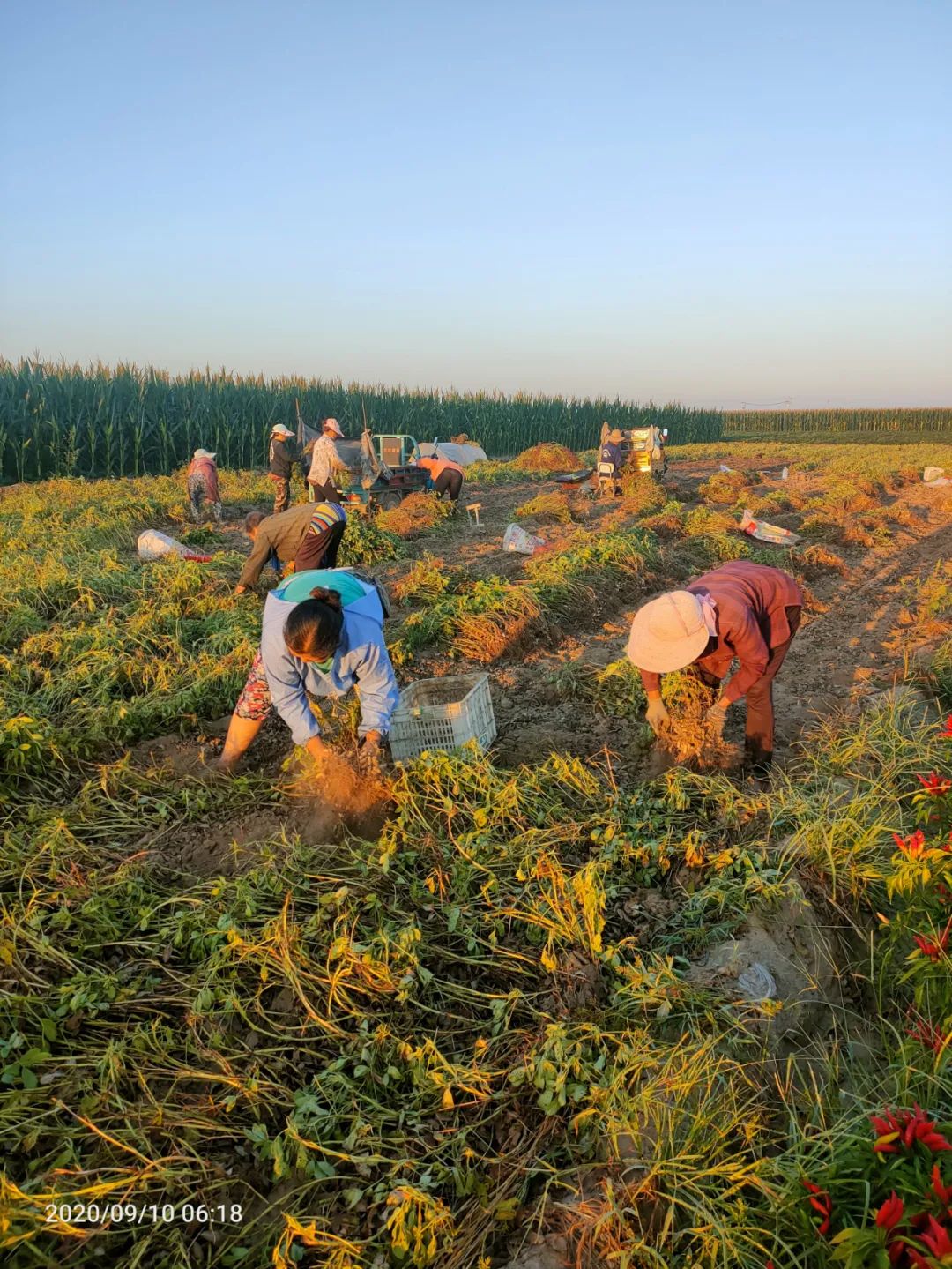 原创【农资人的故事】系列片二:我要守护好一亩三分田!