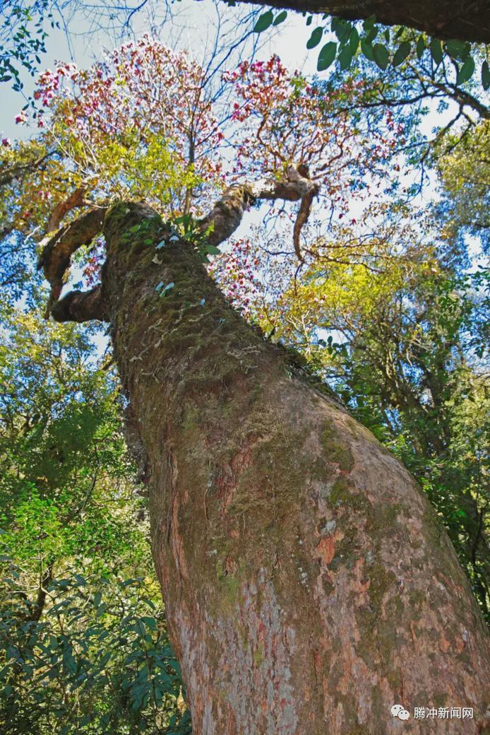 角雉|走进林家铺，探寻生物多样性基因库