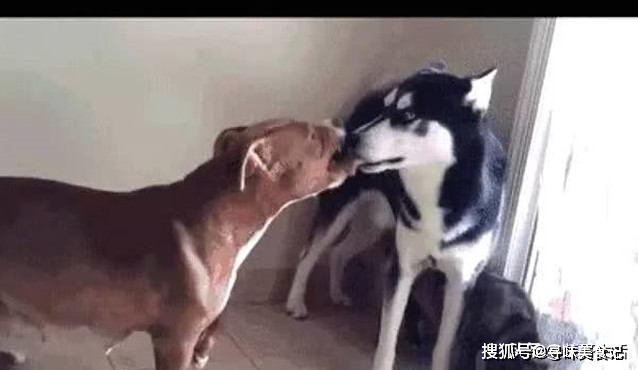 比特犬恐吓哈士奇 二哈智商上线采用智取 一招把对方干蒙逼了 主人