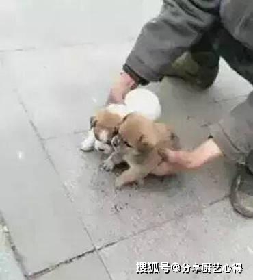 狗狗养多久不能送人 eefa9a9118cf4ac88f7817e19f626e37.jpeg