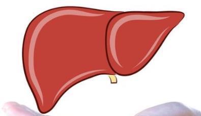 方法|想要肝脏更健康记得对它好一点，了解3个小方法，肝脏会谢谢你