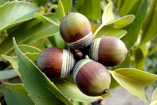 玩具|曾是人们主食之一,小时候看到很珍惜,现在没人需要,可惜了