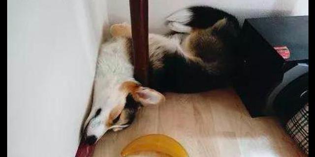 主人給狗准備了舒服的窩，狗卻不喜歡，反倒喜歡睡在牆角 萌趣萌寵 第2张