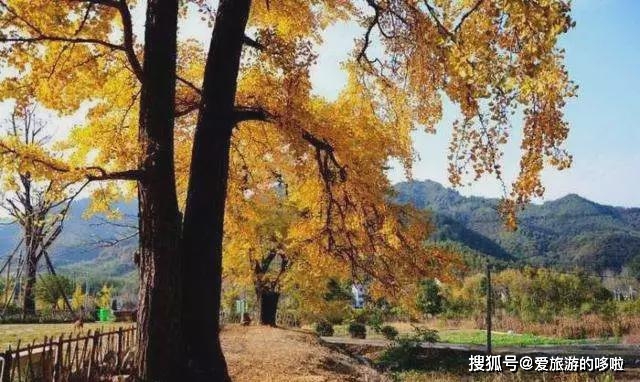 中国最早最美的秋天在这里 美的无可救药