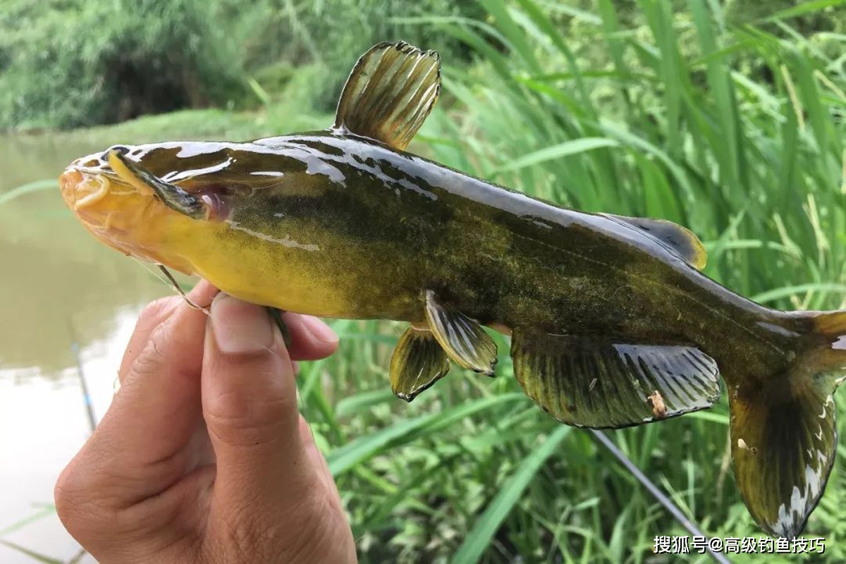 原创怎样钓嘎鱼嘎鱼喜欢吃哪种食物嘎鱼的生活习性和垂钓技巧