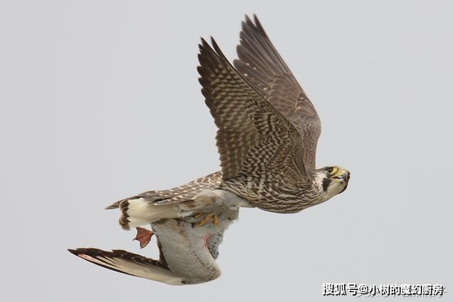 疫情防控消毒整理 流浪的猎鹰游隼 一生仅一个伴侣 勇气不输平头哥蜜獾 恩杰资讯网