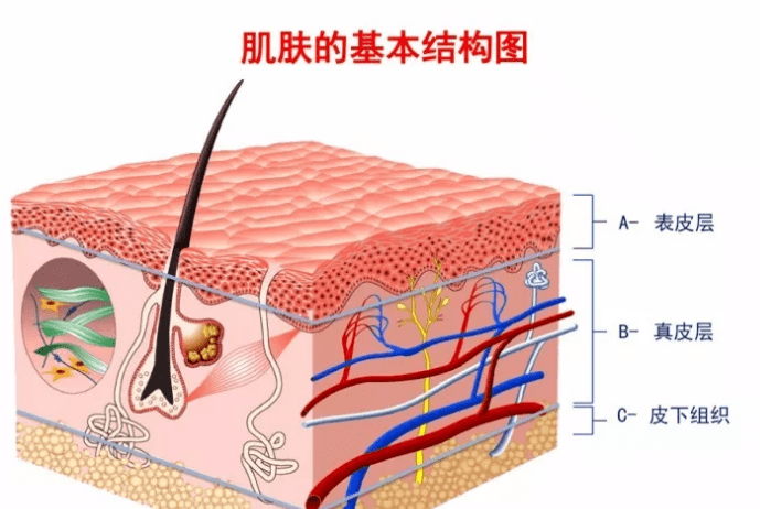 方法|敬修堂佰花方：有没有什么好方法，让自己的皮肤变得水水嫩嫩的？