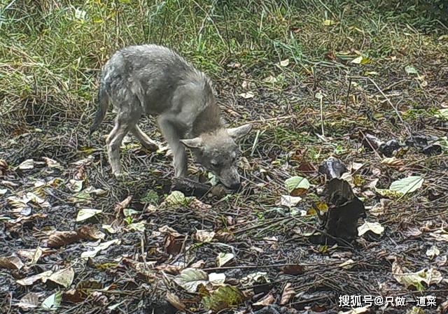 谁杀死了幼狼 父母猞猁有蹄类成三大凶手 狼妈直面行凶雄猞猁 驼鹿