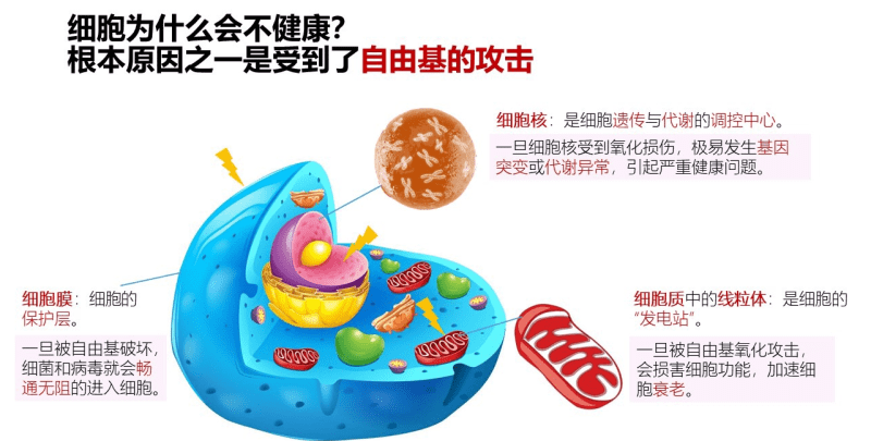 毒素|芝麻素，可以幫助我們抵抗自由基