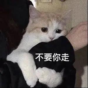 免费送猫会不吉利吗 c57f5c612cf64e9caccf11f33a762a38.jpeg