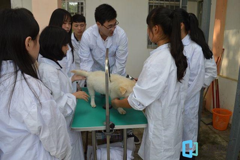 医学生解剖课小动物图片