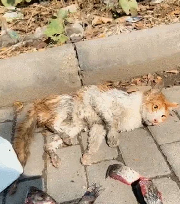 石头人躺地上装死视频 e960520d881b4d7ebf7b34a56e7b7bc5.jpeg