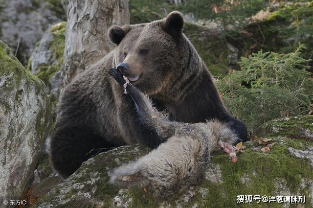 原創這個季節還有不冬眠在雪地裡浪的棕熊嗎?冬季流浪熊靠什麼生活?