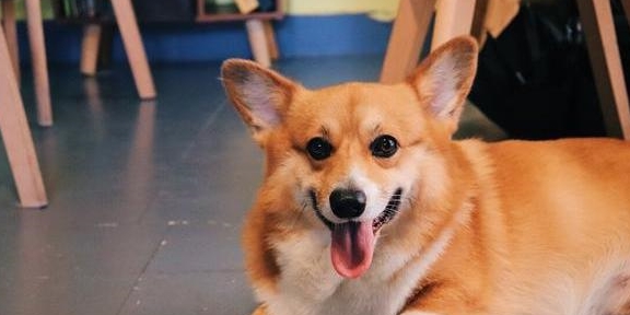 的优点|“颜值高”的柯基犬，为什么那么火？