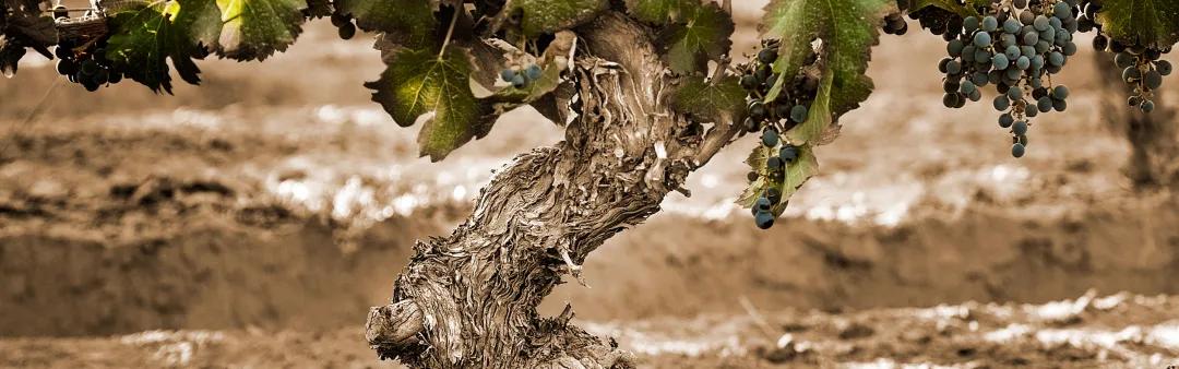 栽培|菲雷尔酒庄维斯塔干红葡萄酒2014!