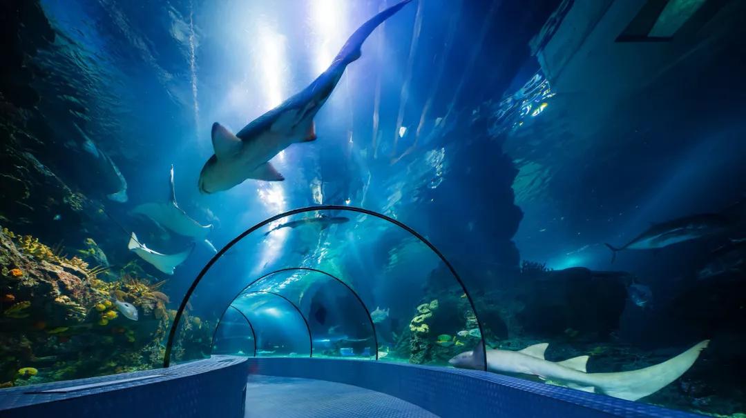 终于2021上海旅游节来啦热门景点看点大揭秘