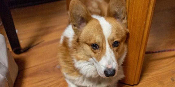 的优点|“颜值高”的柯基犬，为什么那么火？