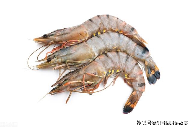 虾为啥会打架 80cffde6c307490e89fbe60e6a4e4a63.jpeg